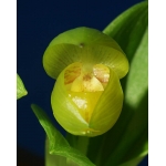 Cypripedium bardolphianum yellow form x 3