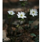 Anemone raddeana BULBS X5,Jilin Pro. Anemone raddeana BULBS X5,Jilin Pro.