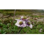 ANLG Anemone sp.×5seeds ANLG Anemone sp.×5seeds
