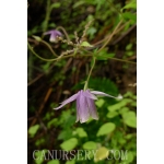 AQN Aquilegia sp.×5seeds AQN Aquilegia sp.×5seeds