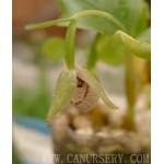 Cypripedium debile x 3