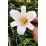 Lilium sp? pink/white x 20 seeds