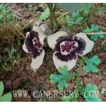 Asarum sagittarioides x 2plants
